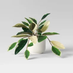 Core Plant Multipack In White Pot - Room Essentials™ -Room Essentials GUEST 4ccf4397 6282 40e1 9951 1e02e74aa0cc