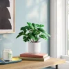 4.6"x7.2" Monstera Artificial Plant - Room Essentials™ 1 4.6"x7.2" Monstera Artificial Plant - Room Essentials™ -Room Essentials GUEST 5c2c6452 3a10 438d a559 ecebfb12c328