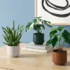 3pk 7.87" Monstera Artificial Plants - Room Essentials™ -Room Essentials GUEST ba693c8c 4de0 4609 af83 c774067a54c0