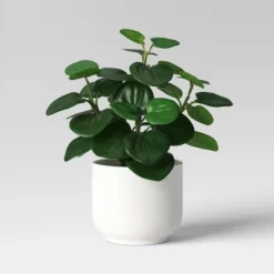 Core Plant Multipack In White Pot - Room Essentials™ -Room Essentials GUEST ce3585df ff54 4e02 b2cd 15d0ecaf7cf5