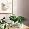 Core Plant Multipack In White Pot - Room Essentials™ -Room Essentials GUEST ef9d46f7 5a2e 490d aa4b 7742ab865b90